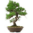 Pinus thunbergii, 54 cm, ± 20 años de edad, con un nebari de 7,5 cm.