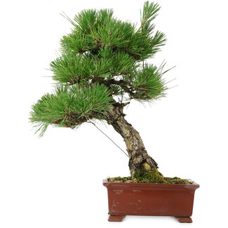 Pinus thunbergii, 42,5 cm, ± 20 años de edad