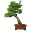 Pinus thunbergii, 42,5 cm, ± 20 anni, con nebari di 6 cm
