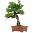 Pinus thunbergii, 42,5 cm, ± 20 anni, con nebari di 6 cm