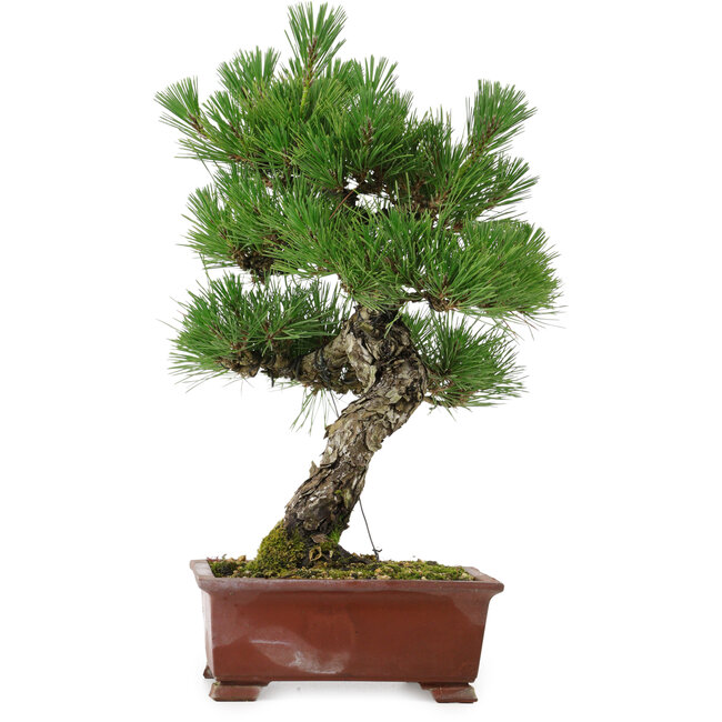Pinus thunbergii, 42,5 cm, ± 20 years old, with a nebari of 6 cm