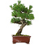 Pinus thunbergii, 42,5 cm, ± 20 anni, con nebari di 6 cm