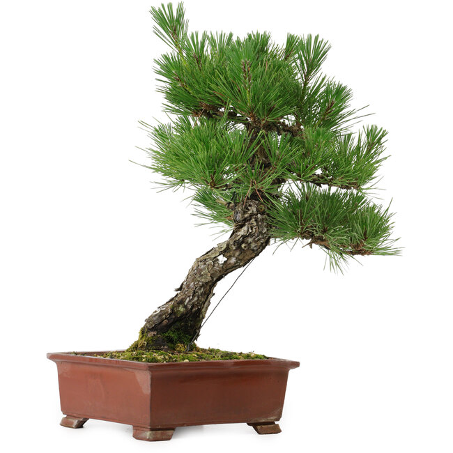 Pinus thunbergii, 42,5 cm, ± 20 anni, con nebari di 6 cm