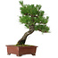 Pinus thunbergii, 42,5 cm, ± 20 anni, con nebari di 6 cm