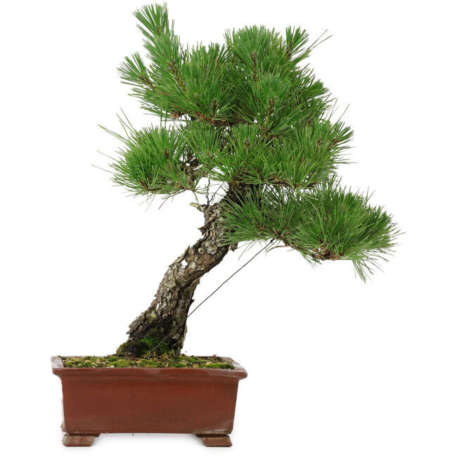 Pinus thunbergii, 42,5 cm, ± 20 anni, con nebari di 6 cm