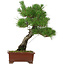 Pinus thunbergii, 42,5 cm, ± 20 anni, con nebari di 6 cm