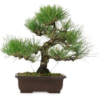 Pinus thunbergii, 32,5 cm, ± 15 anni