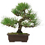 Pinus thunbergii, 32,5 cm, ± 15 anni, con nebari di 6 cm