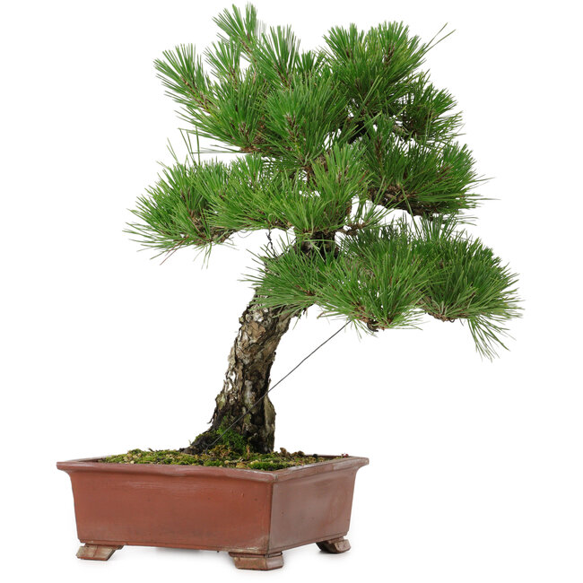 Pinus thunbergii, 42,5 cm, ± 20 anni, con nebari di 6 cm