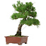 Pinus thunbergii, 42,5 cm, ± 20 anni, con nebari di 6 cm
