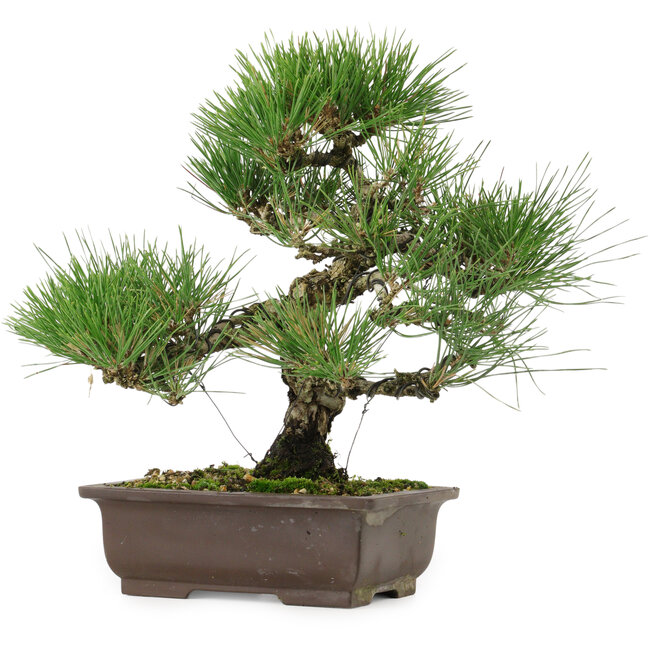 Pinus thunbergii, 32,5 cm, ± 15 anni, con nebari di 6 cm