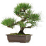 Pinus thunbergii, 32,5 cm, ± 15 años de edad, con un nebari de 6 cm.