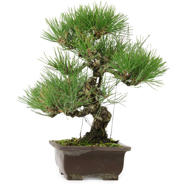 Pinus thunbergii, 32,5 cm, ± 15 anni, con nebari di 6 cm