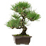Pinus thunbergii, 32,5 cm, ± 15 anni, con nebari di 6 cm