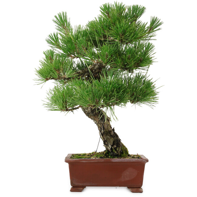 Pinus thunbergii, 42,5 cm, ± 20 anni, con nebari di 6 cm