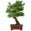 Pinus thunbergii, 42,5 cm, ± 20 anni, con nebari di 6 cm