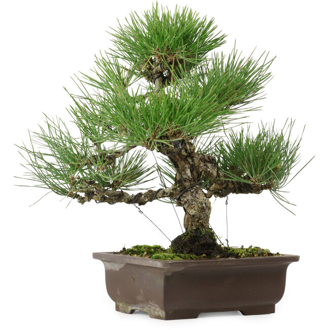 Pinus thunbergii, 32,5 cm, ± 15 años de edad, con un nebari de 6 cm.