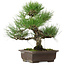 Pinus thunbergii, 32,5 cm, ± 15 anni, con nebari di 6 cm