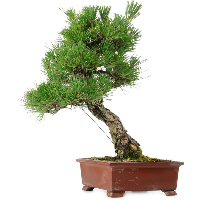 Pinus thunbergii, 42,5 cm, ± 20 años de edad, con un nebari de 6 cm.