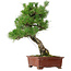 Pinus thunbergii, 42,5 cm, ± 20 años de edad, con un nebari de 6 cm.
