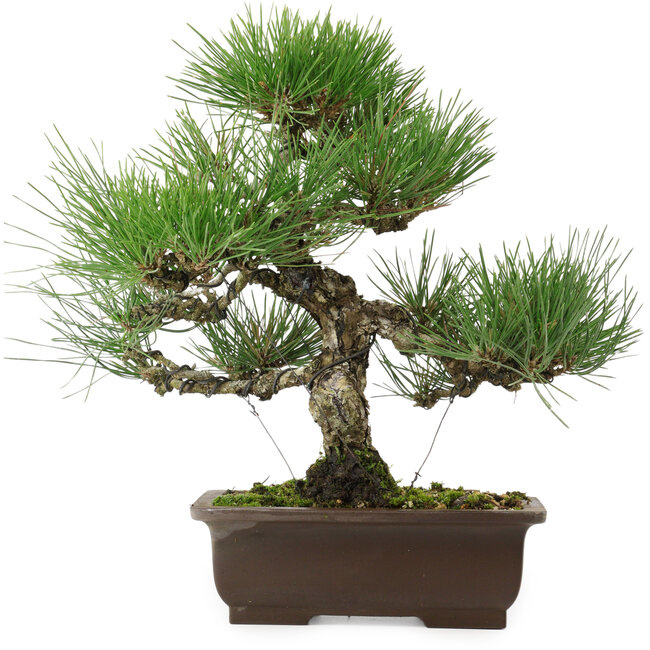 Pinus thunbergii, 32,5 cm, ± 15 anni, con nebari di 6 cm