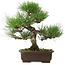 Pinus thunbergii, 32,5 cm, ± 15 años de edad, con un nebari de 6 cm.