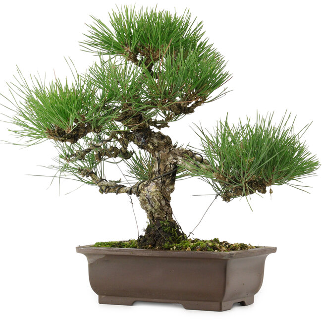 Pinus thunbergii, 32,5 cm, ± 15 anni, con nebari di 6 cm