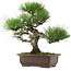 Pinus thunbergii, 32,5 cm, ± 15 años de edad, con un nebari de 6 cm.