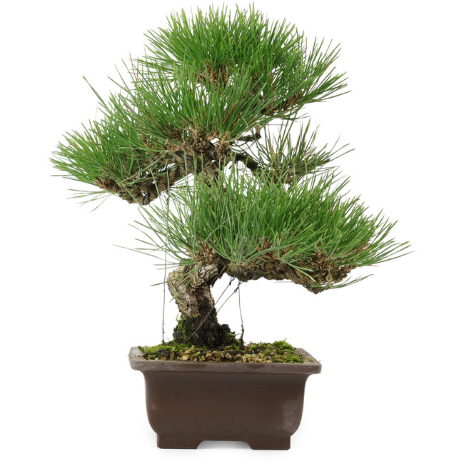 Pinus thunbergii, 32,5 cm, ± 15 anni, con nebari di 6 cm