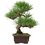Pinus thunbergii, 32,5 cm, ± 15 anni, con nebari di 6 cm
