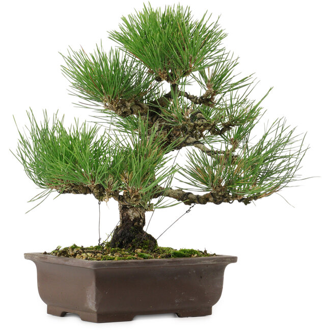 Pinus thunbergii, 32,5 cm, ± 15 anni, con nebari di 6 cm