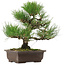 Pinus thunbergii, 32,5 cm, ± 15 años de edad, con un nebari de 6 cm.