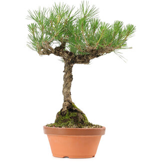 Pinus thunbergii, 38 cm, ± 25 años de edad