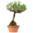 Pinus thunbergii, 38 cm, ± 25 anni
