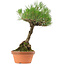 Pinus thunbergii, 38 cm, ± 25 anni