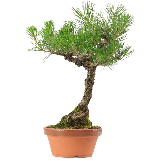 Pinus thunbergii, 38 cm, ± 25 Jahre alt