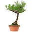 Pinus thunbergii, 38 cm, ± 25 ans