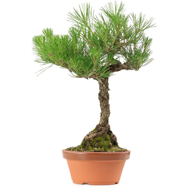 Pinus thunbergii, 38 cm, ± 25 años de edad
