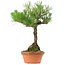 Pinus thunbergii, 38 cm, ± 25 jaar oud