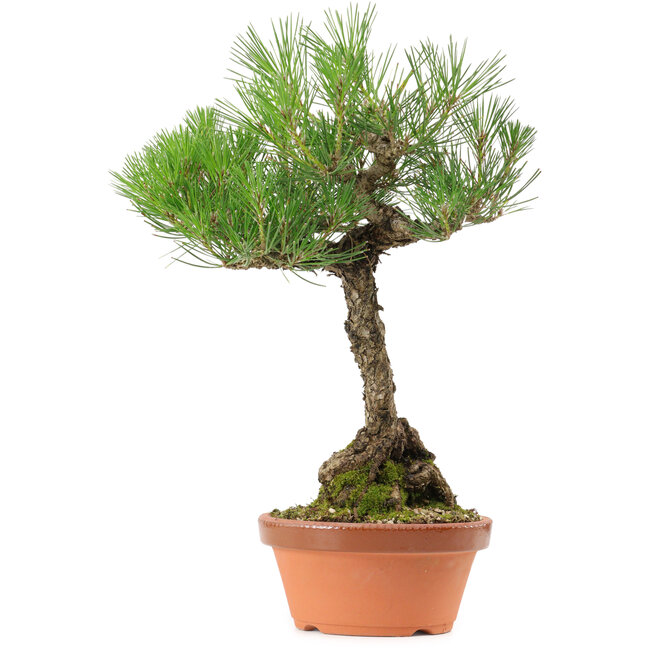 Pinus thunbergii, 38 cm, ± 25 anni