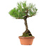 Pinus thunbergii, 38 cm, ± 25 años de edad