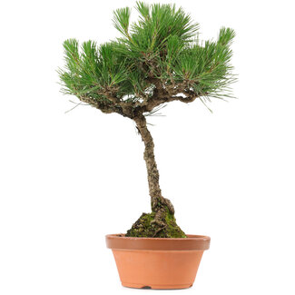 Pinus thunbergii, 37,5 cm, ± 25 anni
