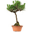 Pinus thunbergii, 37,5 cm, ± 25 jaar oud, met een nebari van 5,3 cm