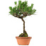 Pinus thunbergii, 37,5 cm, ± 25 anni, con nebari di 5,3 cm
