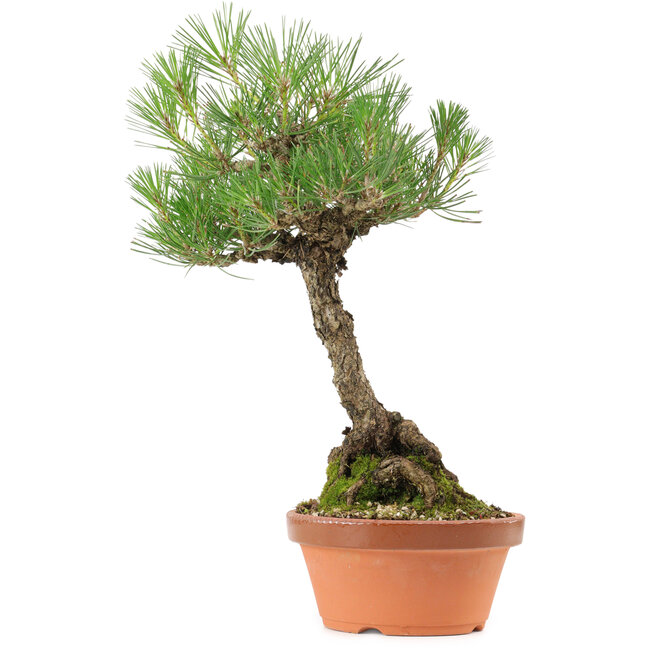 Pinus thunbergii, 38 cm, ± 25 años de edad