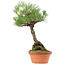 Pinus thunbergii, 38 cm, ± 25 años de edad