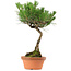 Pinus thunbergii, 37,5 cm, ± 25 Jahre alt, mit einem Wurzelhalsdurchmesser von 5,3 cm