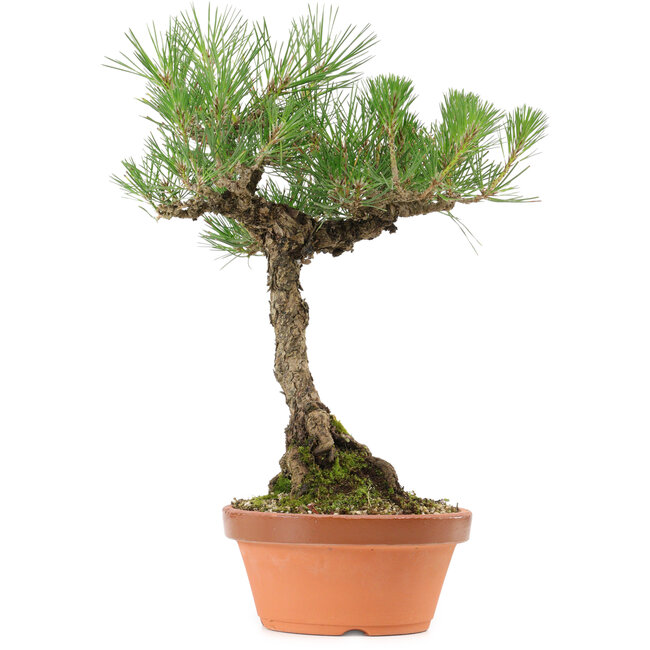 Pinus thunbergii, 38 cm, ± 25 anni