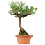 Pinus thunbergii, 38 cm, ± 25 jaar oud
