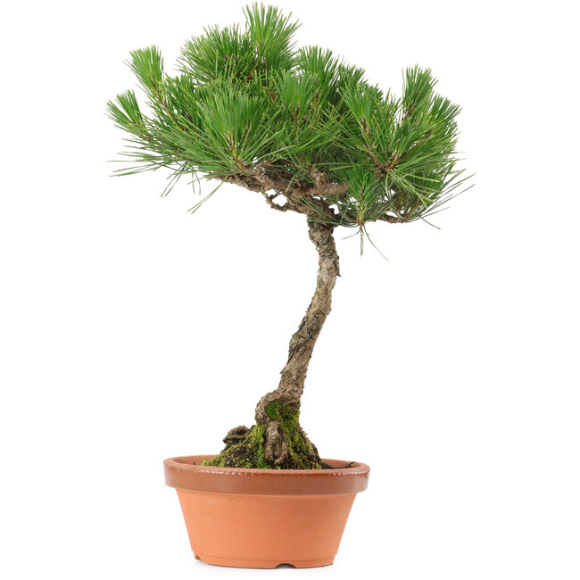 Pinus thunbergii, 37,5 cm, ± 25 años, con un nebari de 5,3 cm.